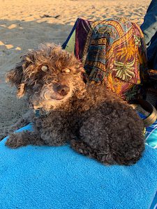 Christina-Martin-Visual-Terrain-Dog